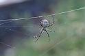 Argiope_trifasciata_D3244_Z_82_Valle Gran Rey_Spanje